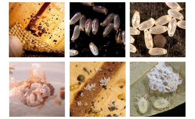 Яйца и личинки блох: жизненный цикл, как найти и уничтожить