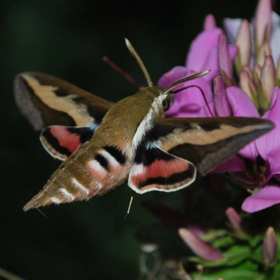Бражник — гигант среди бабочек, описание, виды, ареал обитания, жизненный цикл (фото + видео)