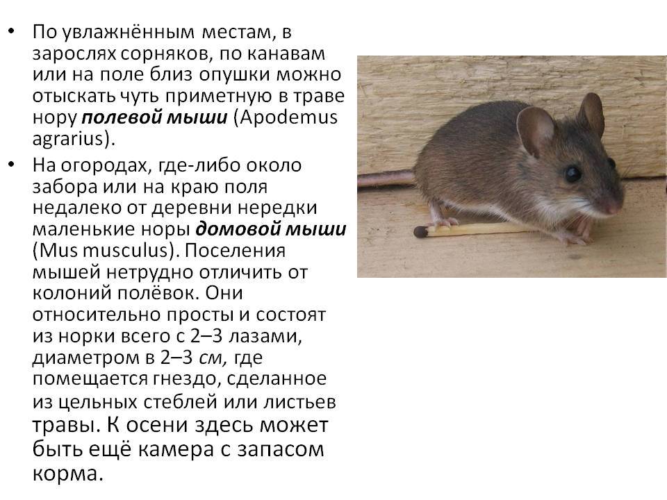 Сколько живут мыши