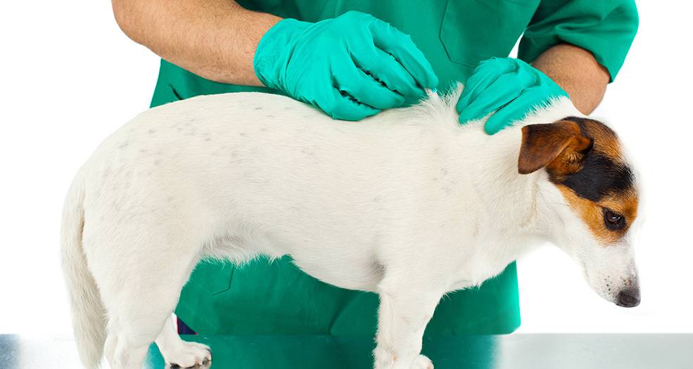 Прививка от клещей для собак
прививка от клещей для собак
