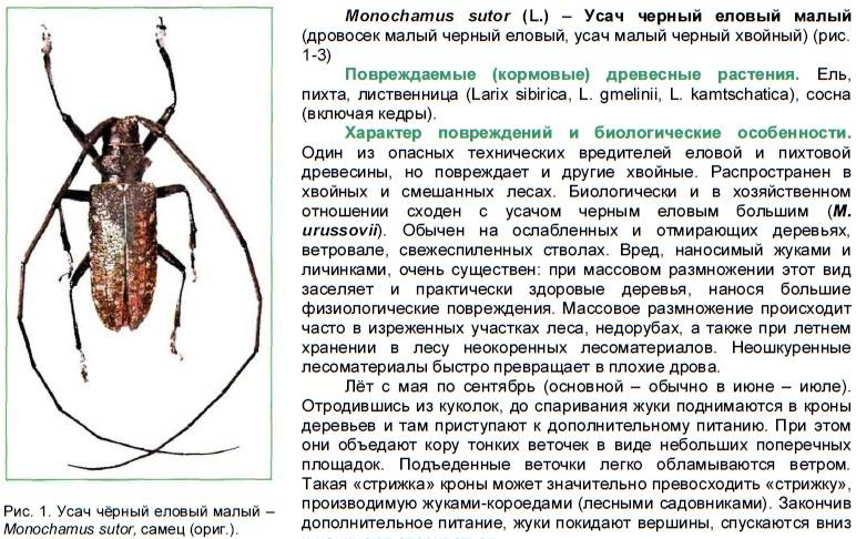 Жук-усач: опасность для человека, фото, как избавиться :: syl.ru