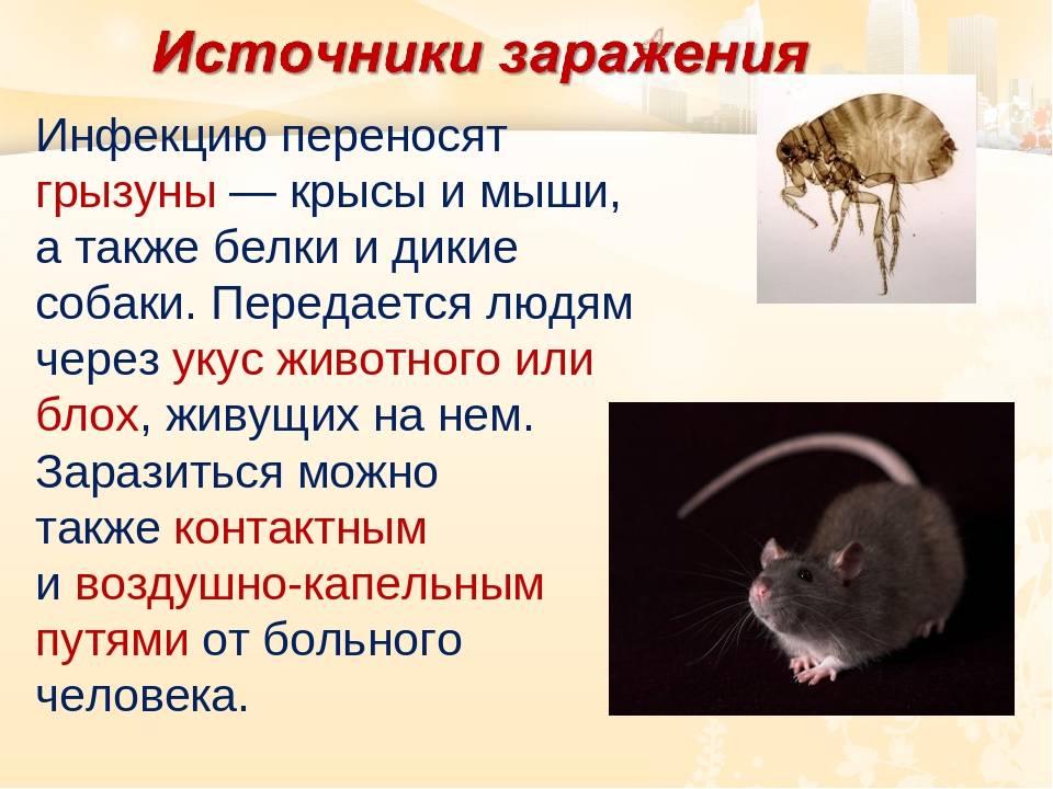 Какие болезни переносят крысы, какие инфекции может подхватить человек? какие болезни переносят мыши?