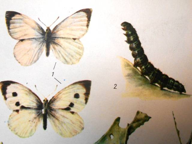 Описание и длительность жизни бабочки капустницы