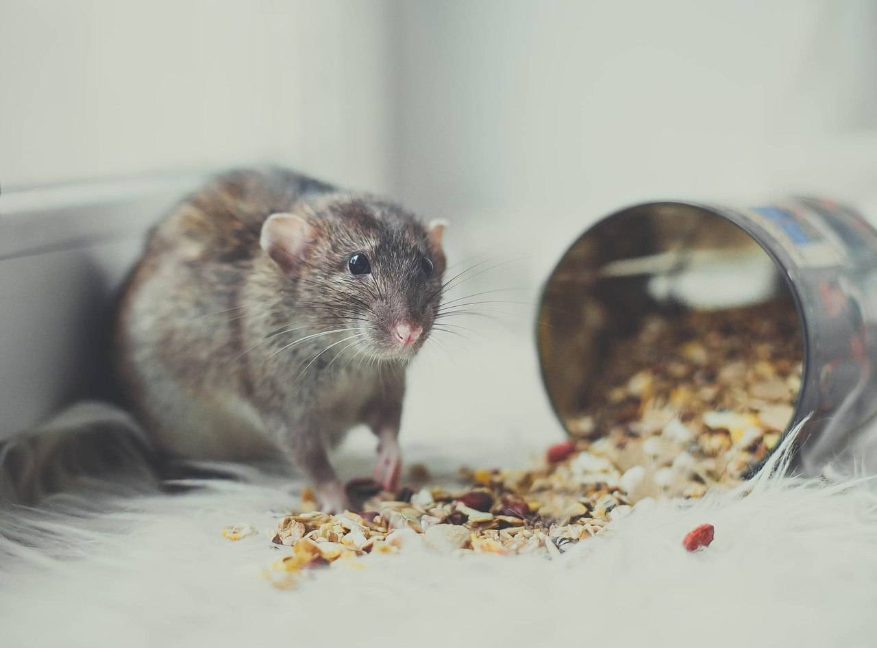 Какой запах отпугивает крыс и мышей