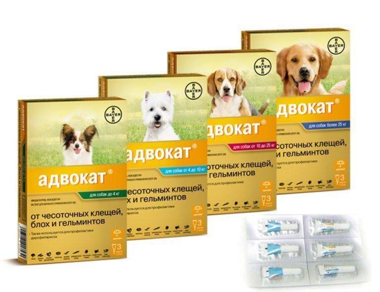 Капли адвокат против клещей и блох для собак: инструкция по применению
