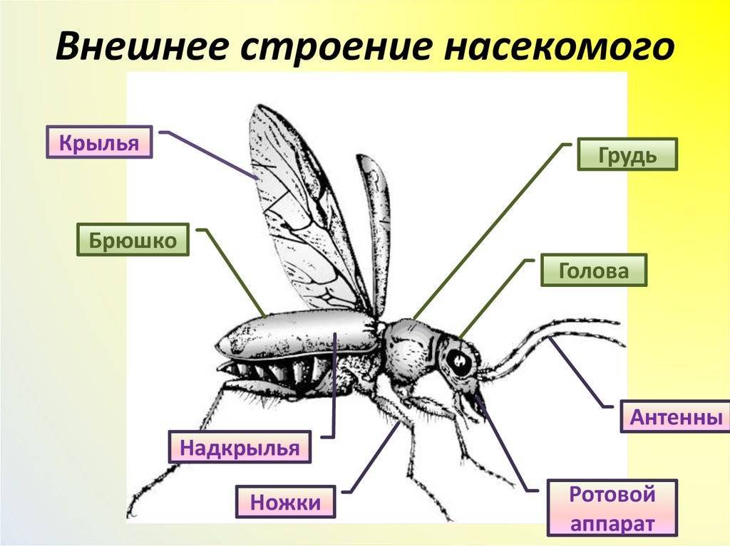 Основные части тела бабочки рассмотри рисунок и подпиши