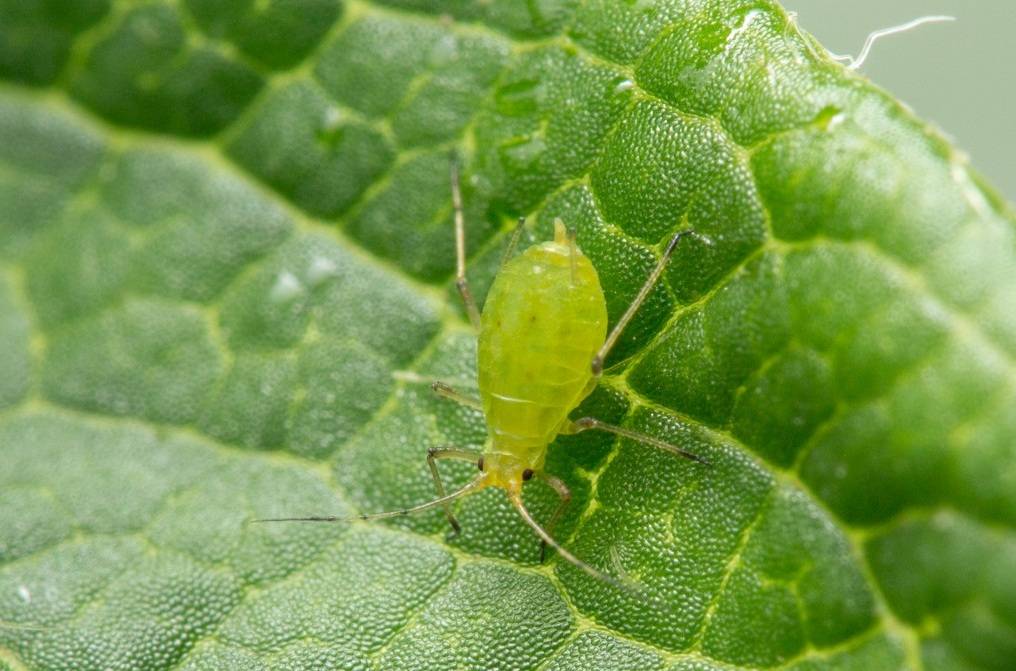 Морковная листоблошка: как бороться с вредителем, профилактика | огородники