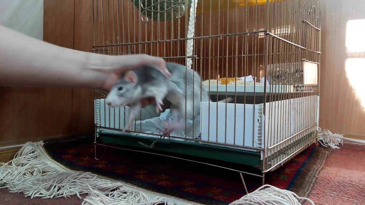 Крыса домашняя: как ухаживать за декоративными крысками, их содержание и кормление.