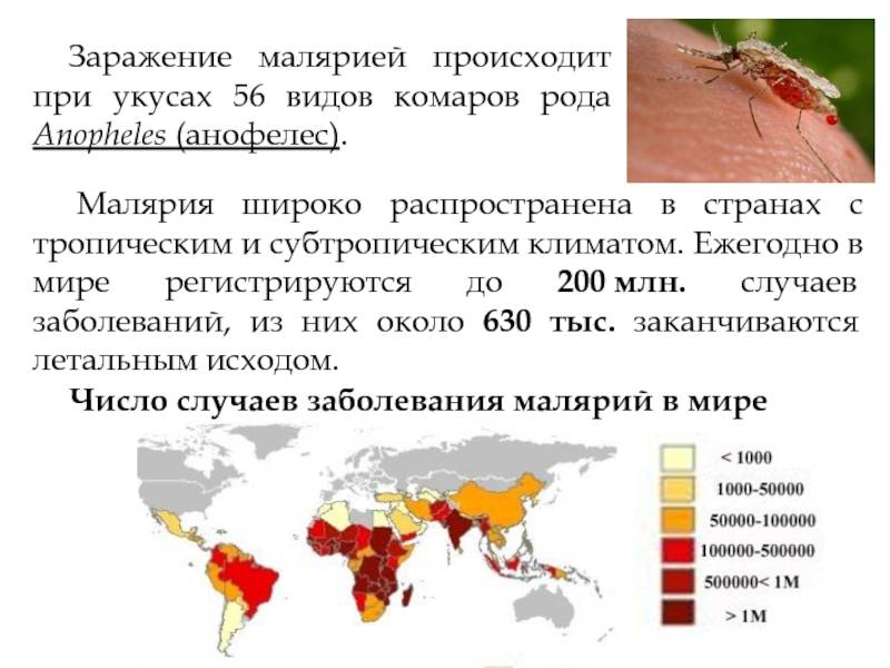 Сюрпризы природы или почему в россии в 2020 году так много комаров