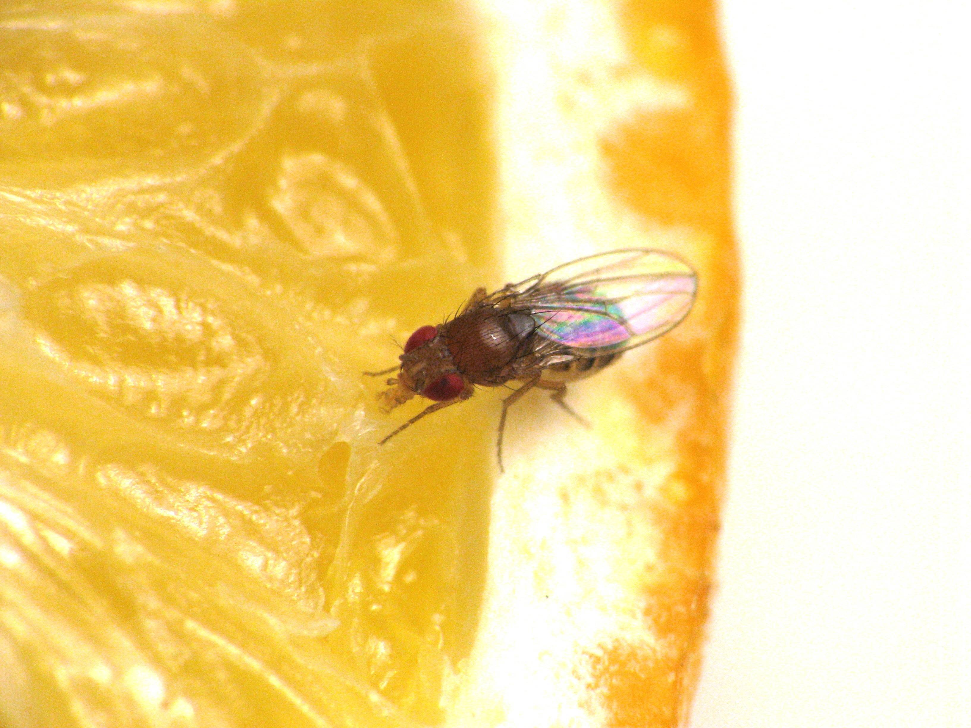 Муха плодовая, или дрозофила: методы борьбы с ней. дрозофилы: как избавиться от назойливых мух, ловушки и другие средства