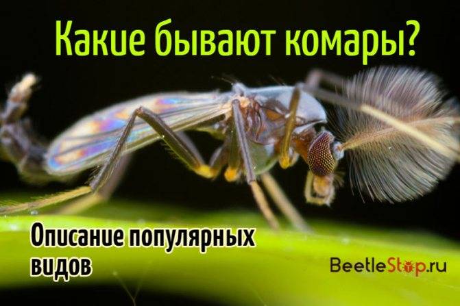 Комар-пискун: описание и фото. самые любопытные виды комаров – опасные малыши и безвредные гиганты