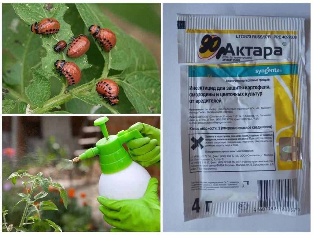 Средства от колорадского жука: борьба с колорадским жуком народными средствами и отравой