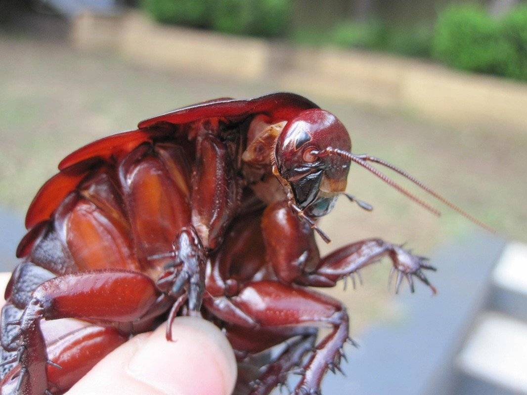 Американский таракан - фото и описание