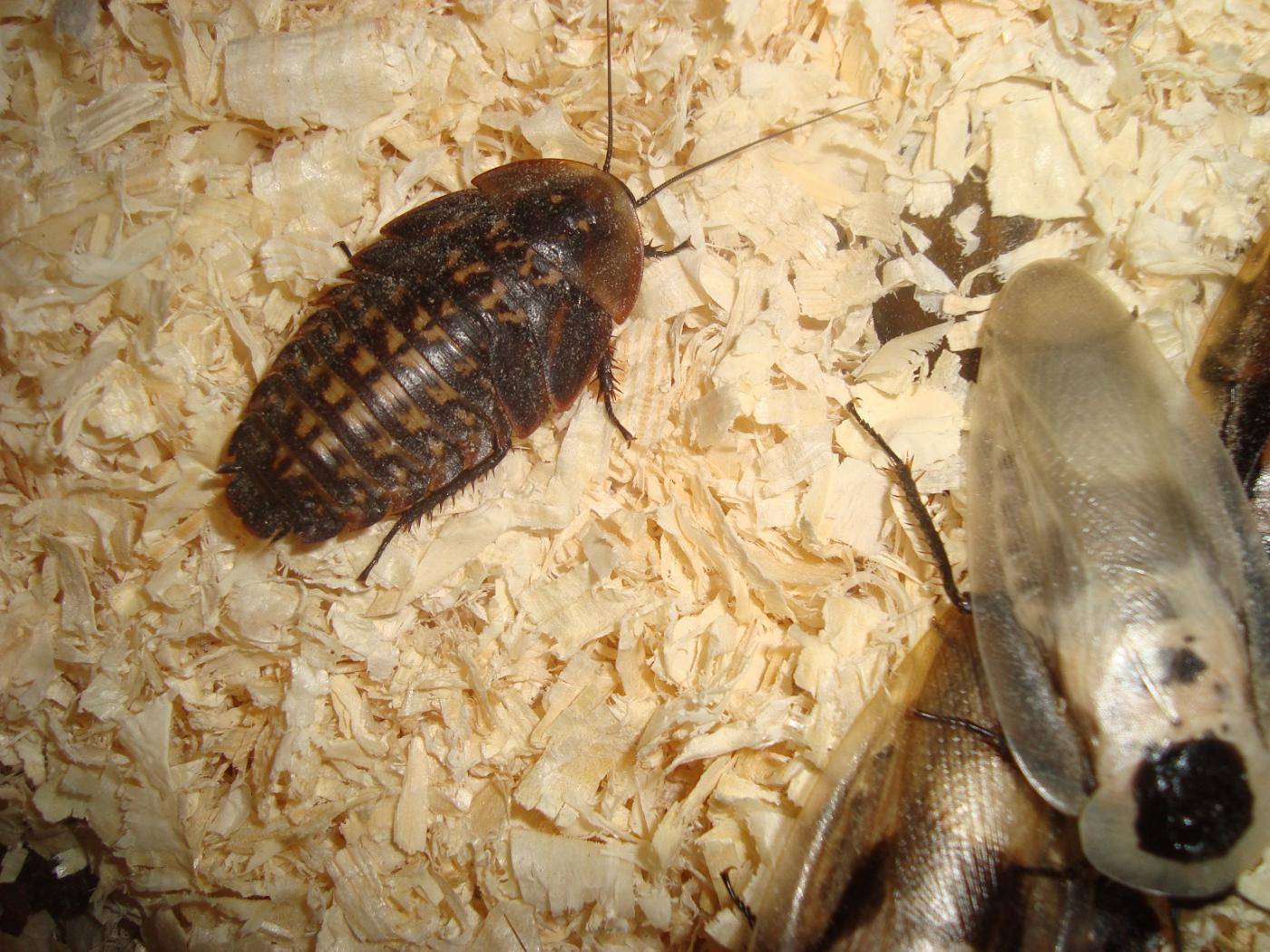 Мраморные тараканы содержание и разведение, с фото и практическими советами