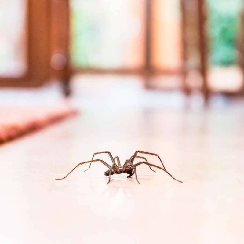 Как избавиться от черных пауков в доме: способы и средства
