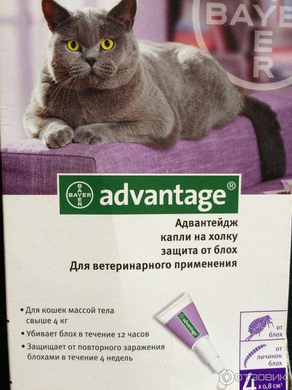 Адвантейдж для кошек: инструкция и показания к применению