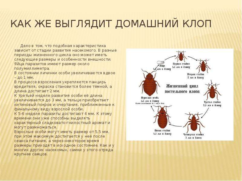 Если у соседей клопы, куда жаловаться и как защитить свою квартиру