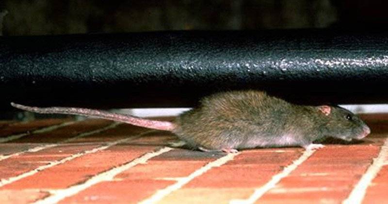 Как избавиться от крыс в квартире