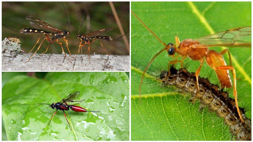 В отношениях растения, гусеницы-вредителя, осы-наездника и ее гиперпаразитоида важную роль играет поли-днк-вирус