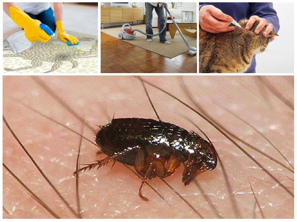 Земляные блохи в доме: как избавиться, средство от насекомых, народные методы