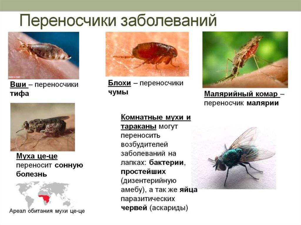 Могут ли тараканы проникнуть в ухо: чем опасна такая ситуация, симптомы и возможный вред, что делать в этом случае русский фермер