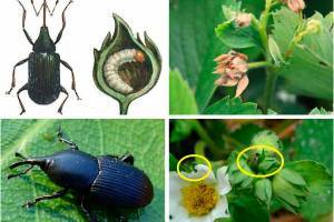 10 способов, как бороться с нашествием муравьев на клубнику