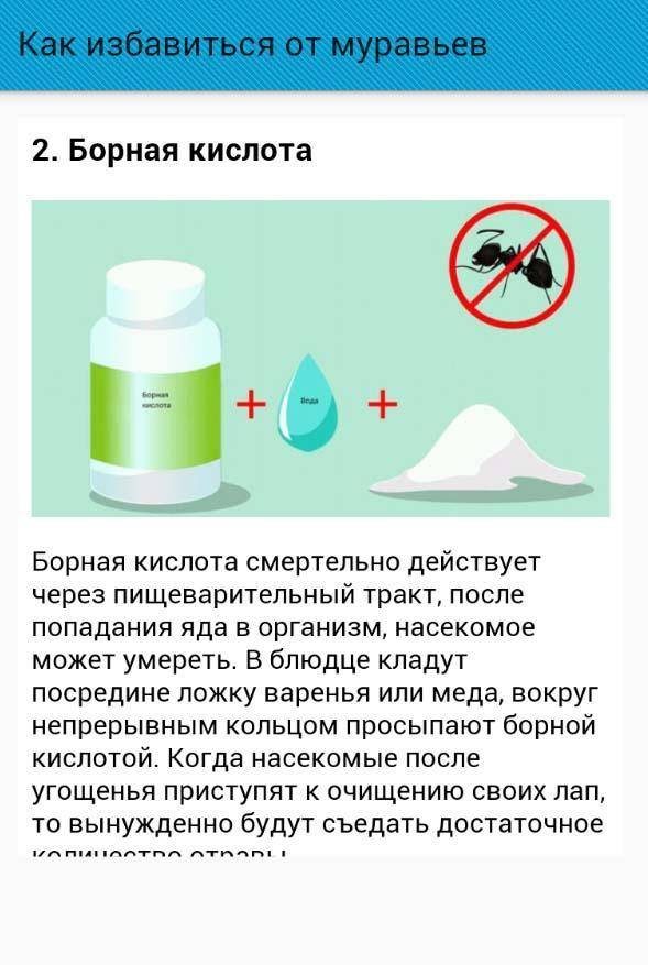 Борная кислота от муравьев в квартире - рецепт и инструкция по использованию