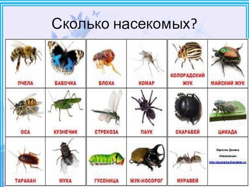 Самые полезные насекомые: топ-10 с описанием и иллюстрациями