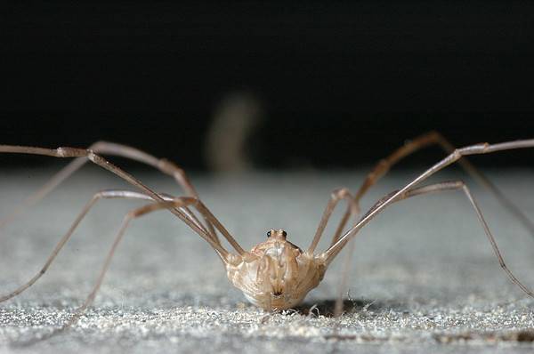 Кто такой – паук с длинными тонкими ножками, и чем он еще отличается от своих сородичей? пауки сенокосцы в квартире и дома насекомое похожее на паука с длинными лапами