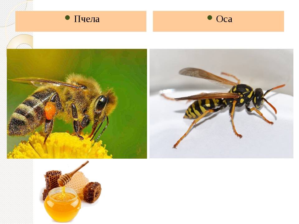 Чем отличаются осы от пчёл?