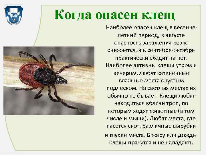 Опасны ли клещи в сентябре?