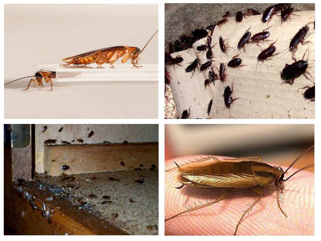 Как избавиться от рыжих тараканов в квартире