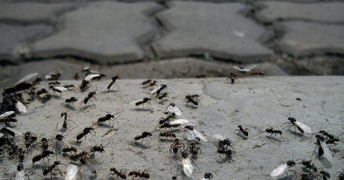 Стадии развития муравья. особенности внешнего строения, размножения и продолжительности жизни