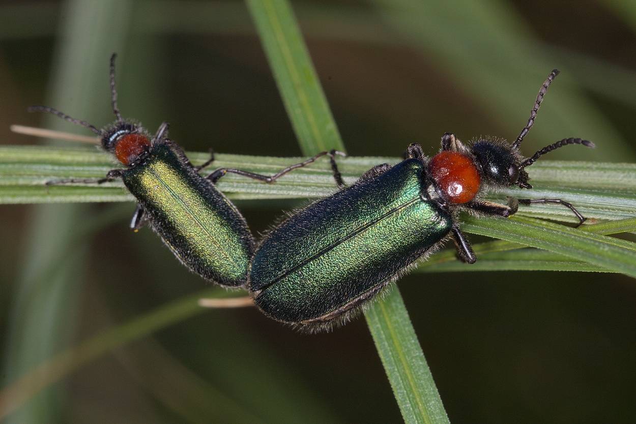 Шпанка красноголовая: образ жизни и развитие жука-нарывника