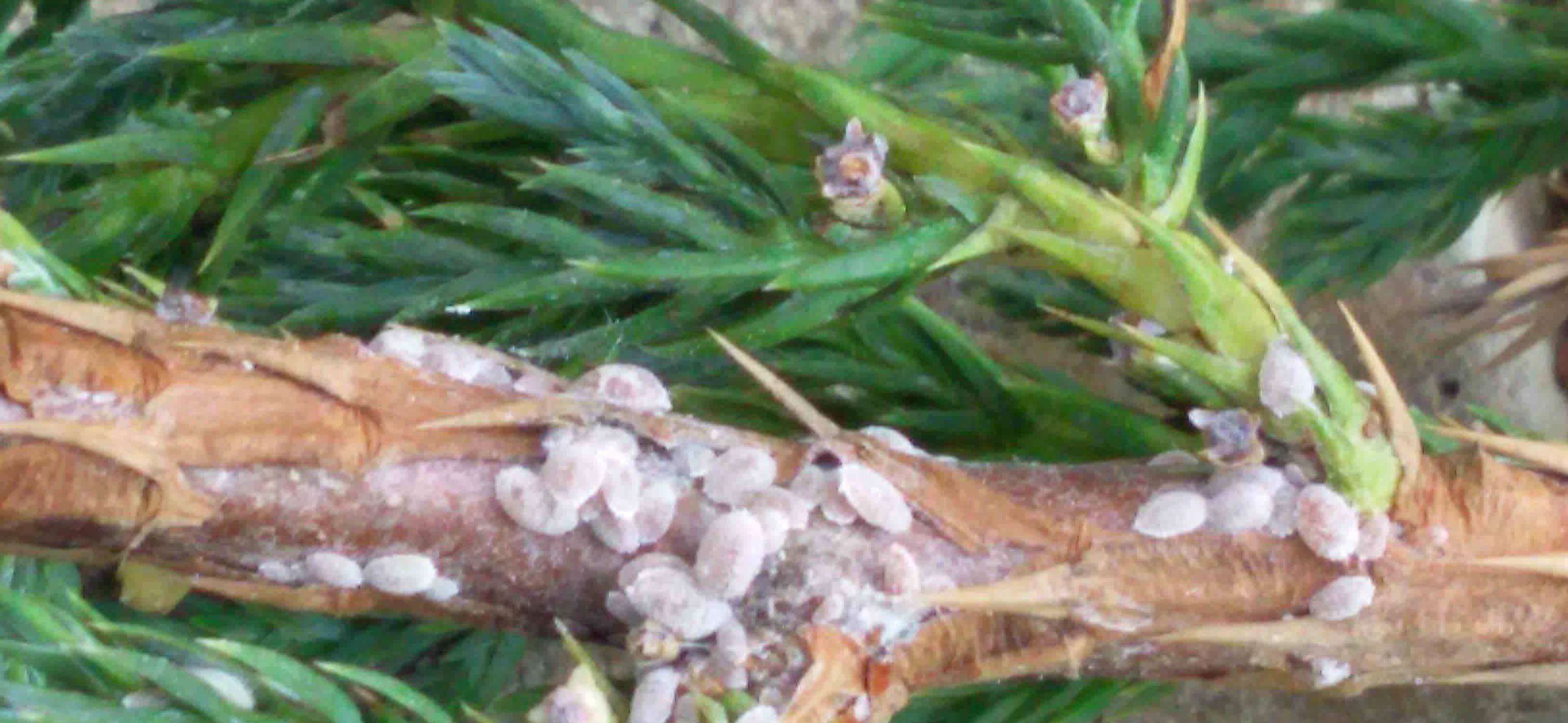 Вредители растений щитовки и червецы: фото и видео, как избавиться от щитовок и червецов