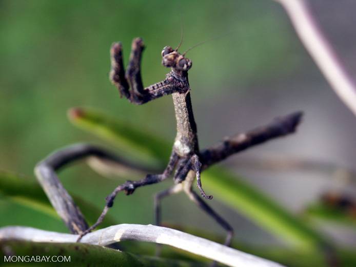 Богомол обыкновенный – живая ловушка для насекомых. кто такой обыкновенный богомол самка богомола