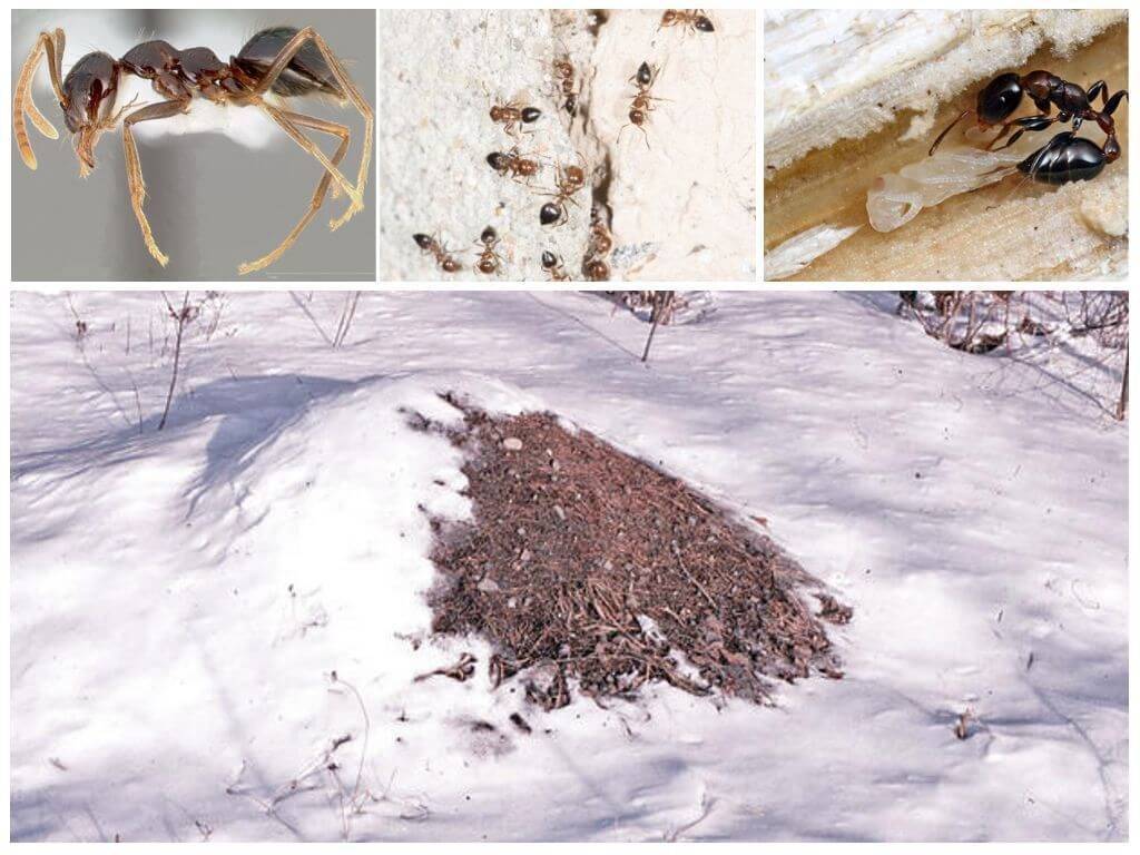 Спят ли муравьи? чем питаются? как выглядит матка муравья? особенности зимовки