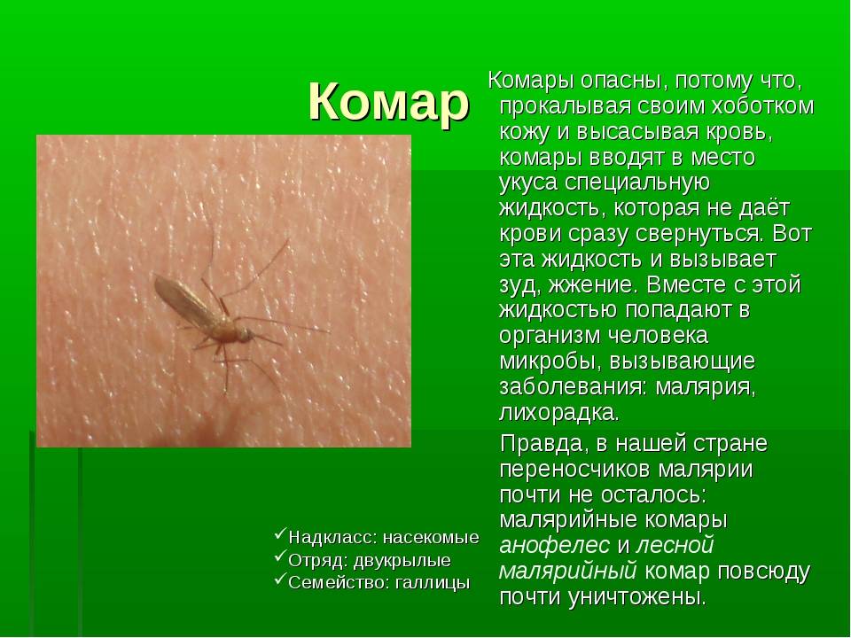 Жизнедеятельность комара звонца, опасность для человека, польза для природы