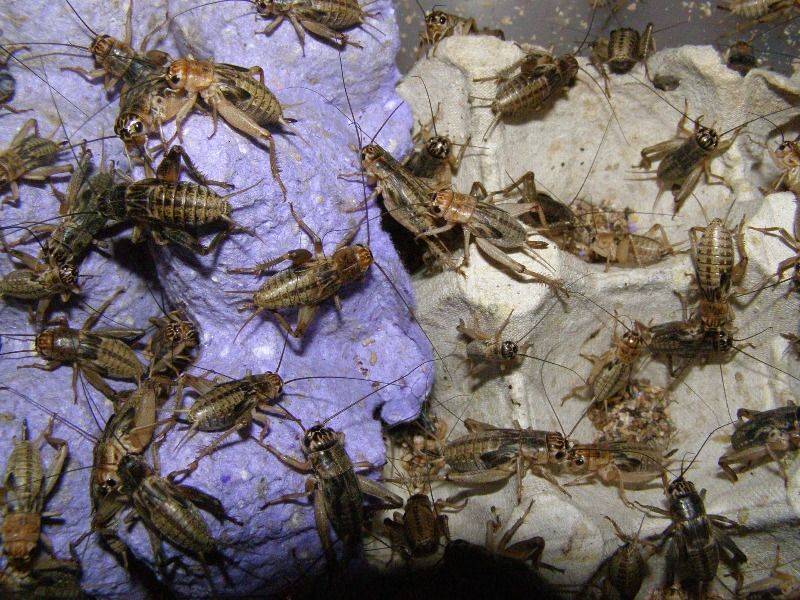 Рацион террариума: как разводить кормовых тараканов?