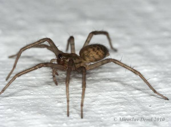Домовый паук или тегенария домовая