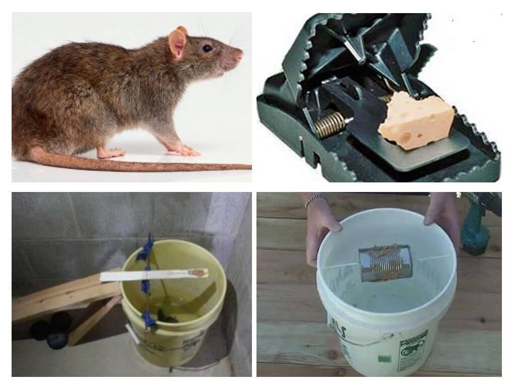 Приманка для мышей в мышеловку – (советы обывателей)