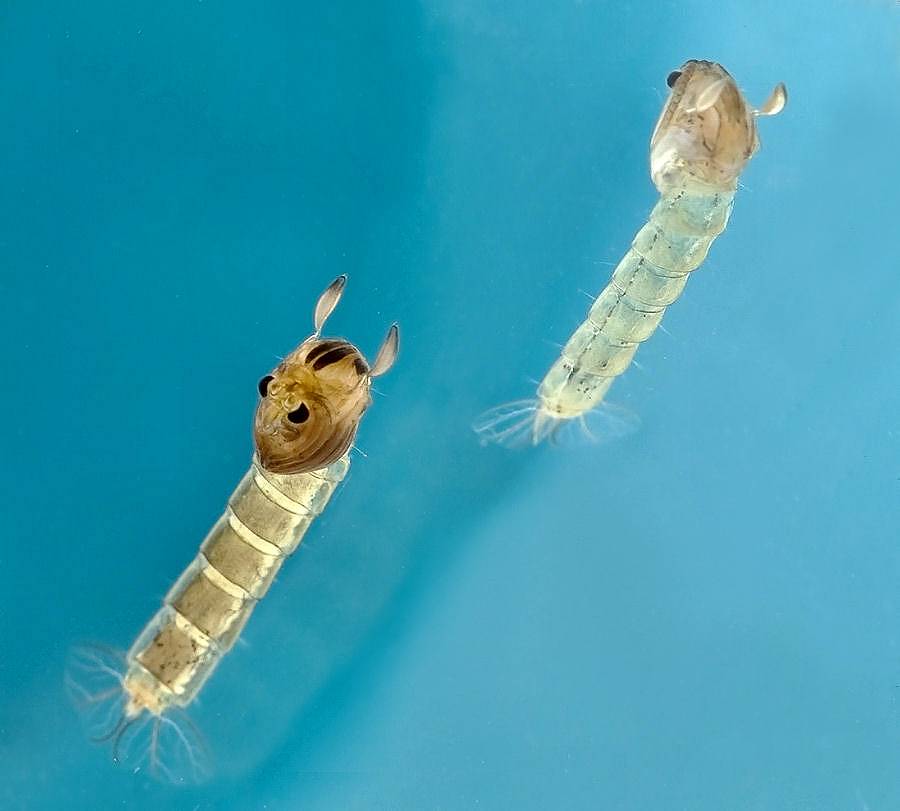 Как выглядят личинки комара в воде: строение и стадии развития
