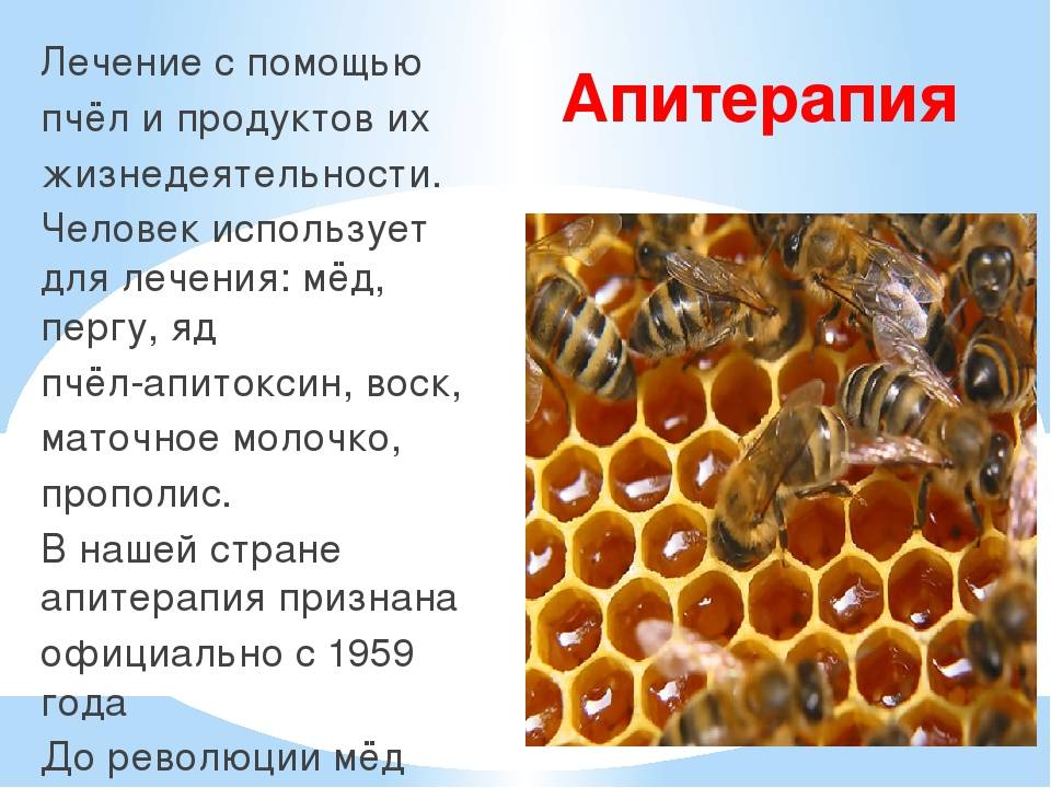 Лечение укусами пчел: особенности апитерапии, показания и противопоказания к применению