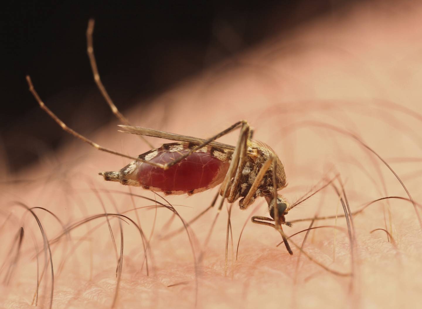 Зачем комары пьют кровь человека: для чего кусают, взаимосвязь с размножением