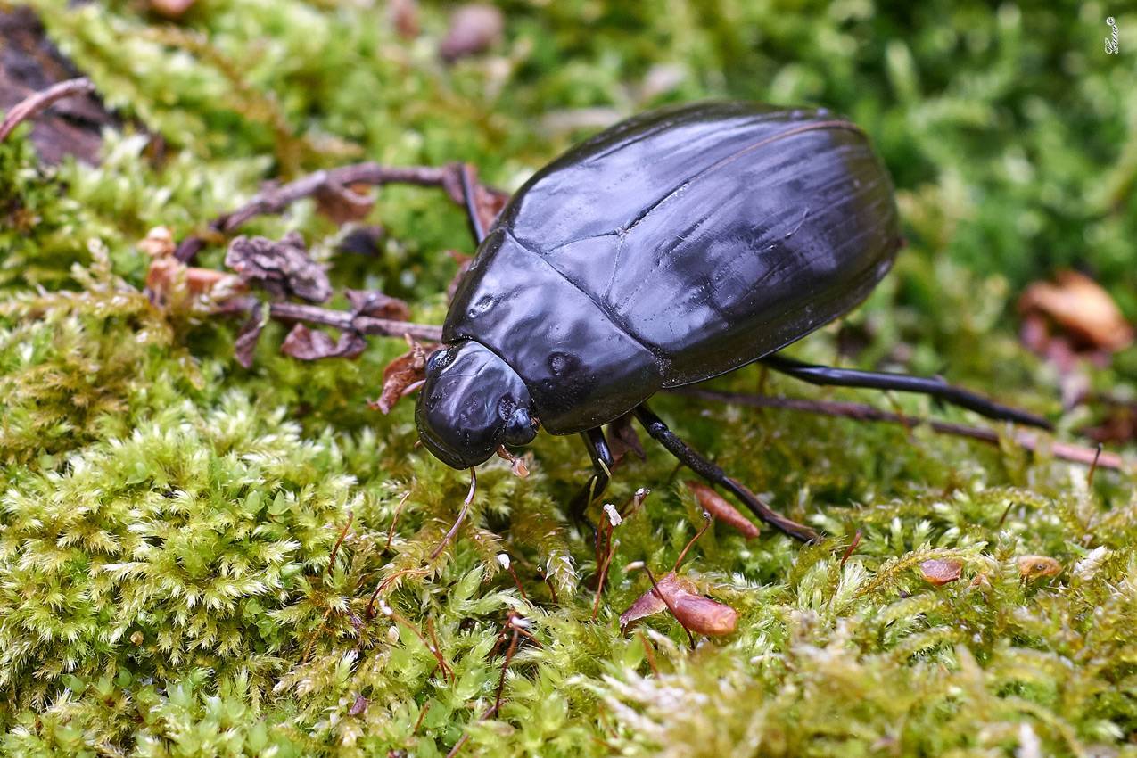 Особенности больших черных жуков водолюбов: способ дыхания и жизненный цикл
