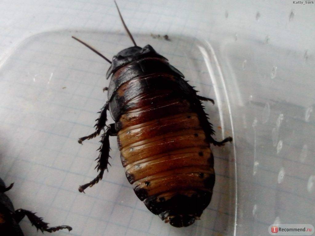 Чем травить черных тараканов в квартире?