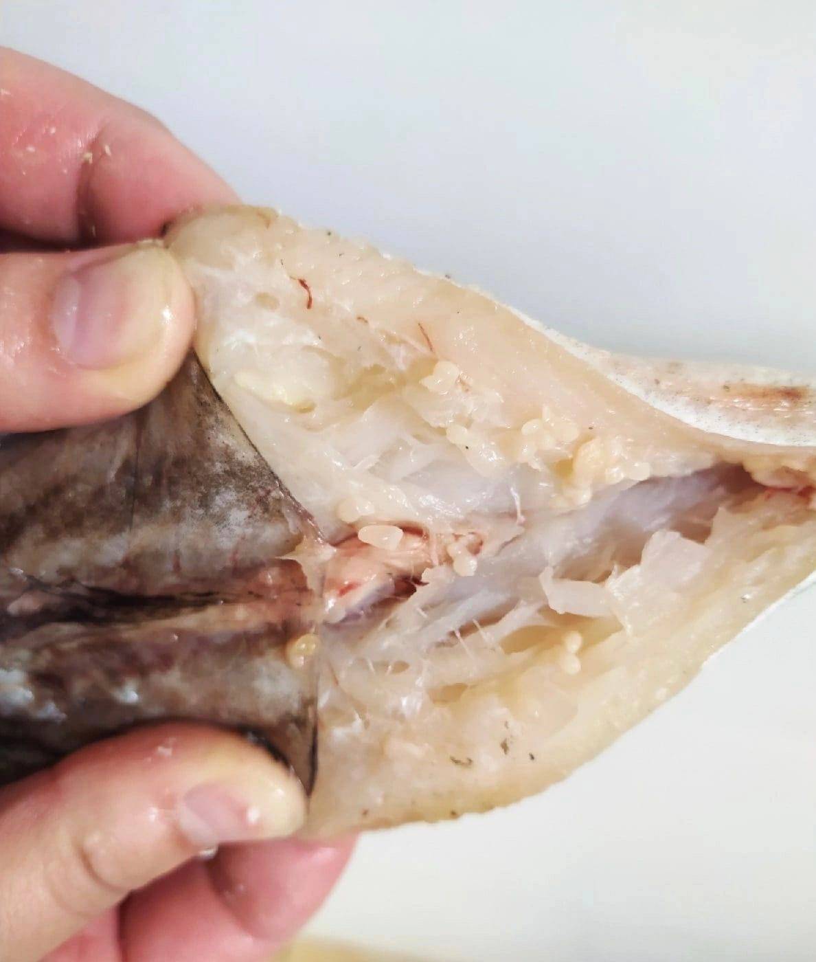 Глисты в рыбе хек фото: как проявляется, лекарства, признаки заболевания, средства
