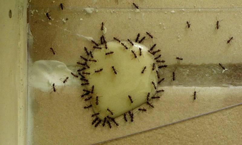 Домашние муравьи. как избавиться от домашних муравьев?