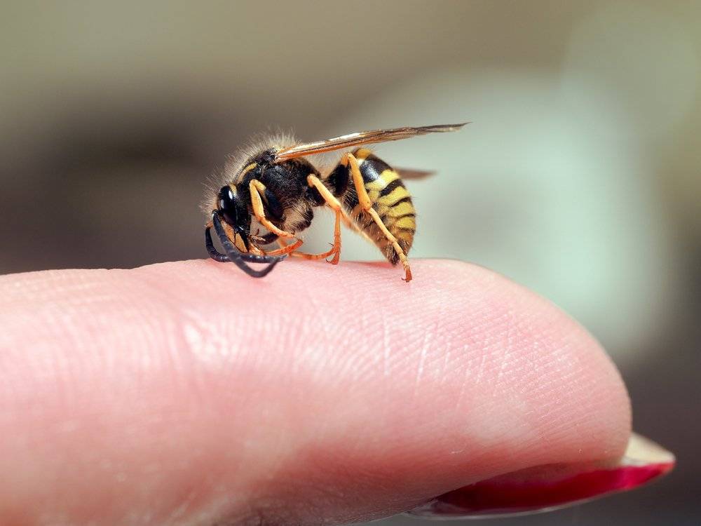 Почему пчелы умирают после укуса?