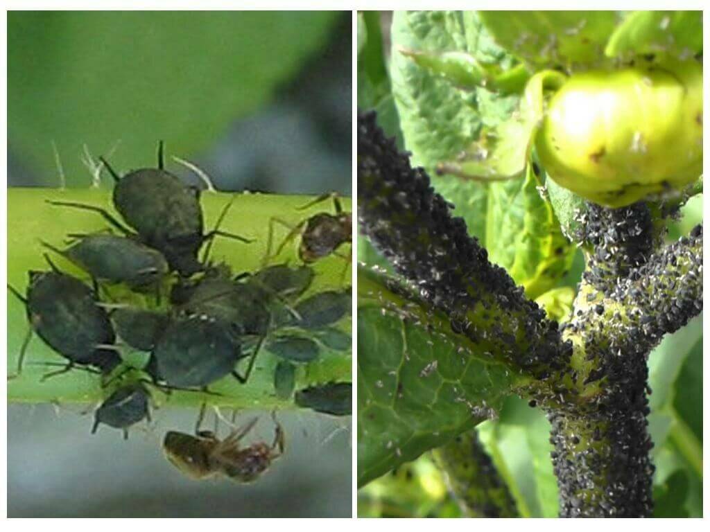 На помидорах черные мошки: что делать и как избавится от насекомых